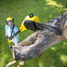 Best Arborist Consultation Services  in Fort Myers, FL