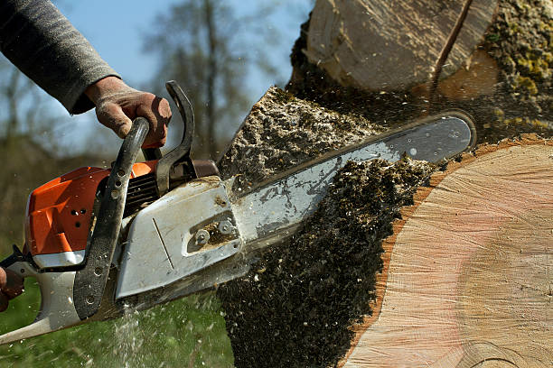 How Our Tree Care Process Works  in  Fort Myers, FL