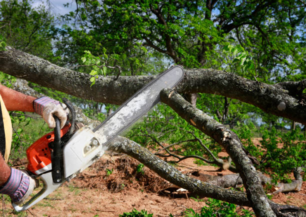 Best Fruit Tree Pruning  in Fort Myers, FL